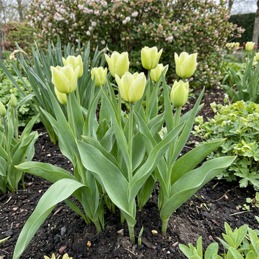 Light Green Tulip Flower Seeds for Easy Planting