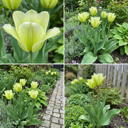 Light Green Tulip Flower Seeds for Easy Planting