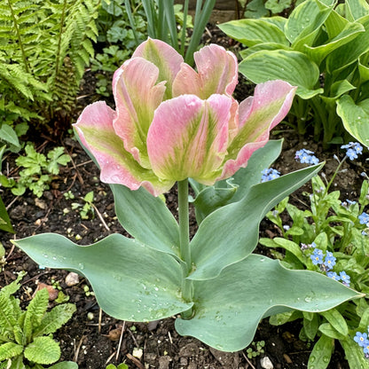 Green and Pink Tulip Flower Seeds for Planting