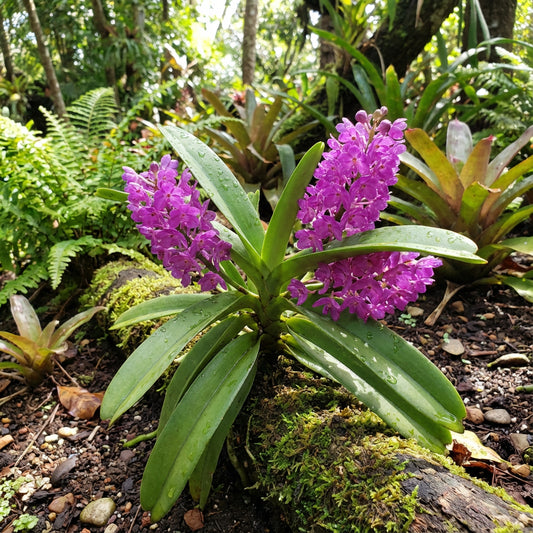 Purple Ascocentrum Ampullaceum Flower Seeds for Planting