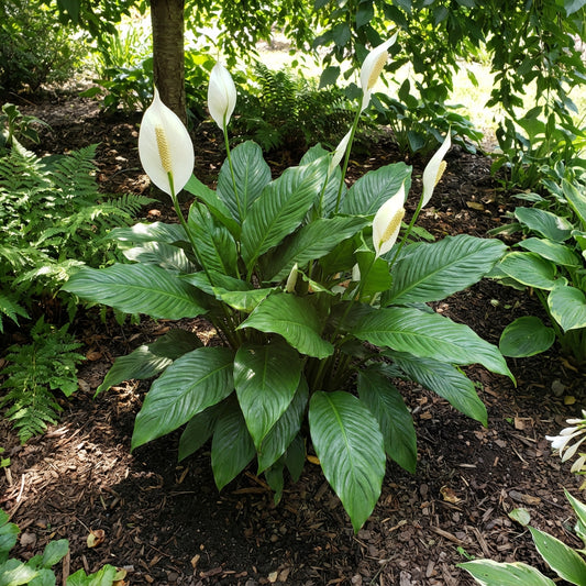 Spathiphyllum Plant Seeds for Lush and Green Indoor Gardens  Seed for Air Purifying Elegance
