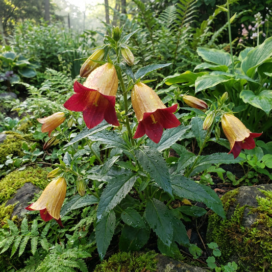 Yellow and Red Bellflower Seeds for Planting