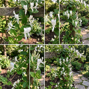 White Lonicera Japonica Plant Seeds for Planting  Seed for Elegant Blossoms, Ideal for Garden and Landscape Beautification