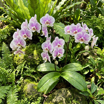 Butterfly Orchid Seeds - Light Yellow Flowers for Planting