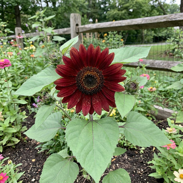Marron Sunflower Seeds: Planting Guide for Successful Growth