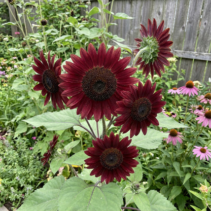 Marron Sunflower Seeds: Planting Guide for Successful Growth