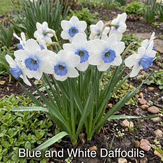Blue and White Daffodils Flower Seeds for Planting - Perennial Bulbs for Vibrant Garden Blooms