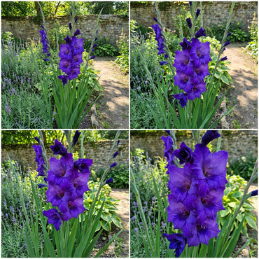 Planting Guide for Blue Gladiolus Flower Seeds