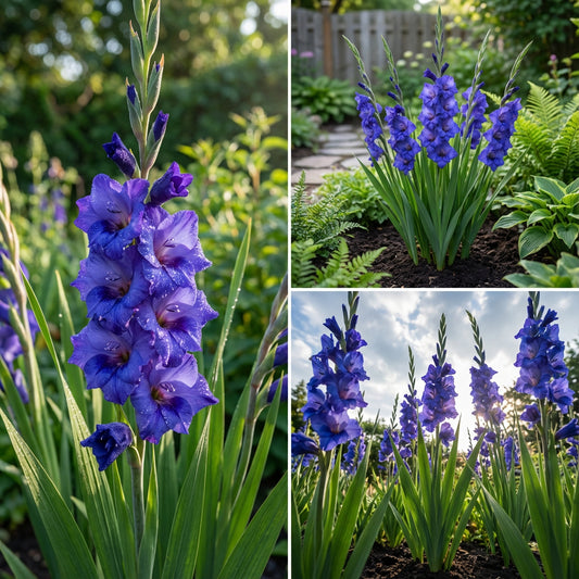 Planting Guide for Blue Gladiolus Flower Seeds