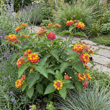 Wandelrose Flower Seeds Planting Guide