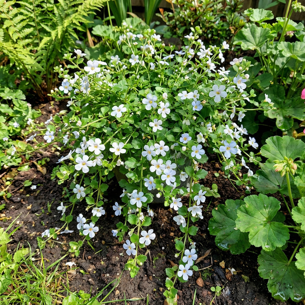 Bacopa Colgantes Flower Seeds Planting