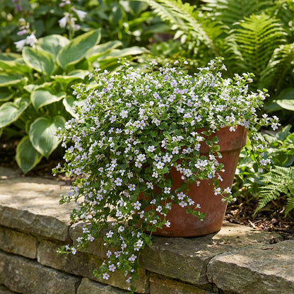 Bacopa Colgantes Flower Seeds Planting
