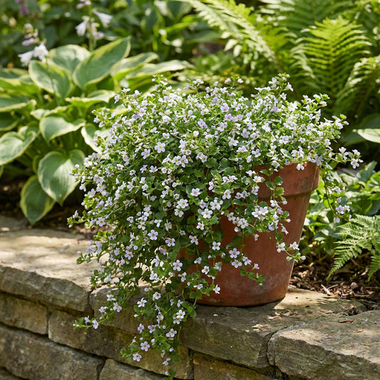 Bacopa Colgantes Flower Seeds Planting