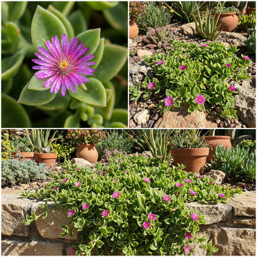 Aptenia Flower Seeds: Your Planting Guide