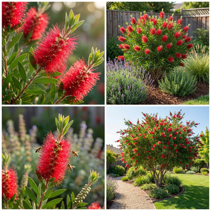 Callistemon Citrinus Seeds Planting Guide