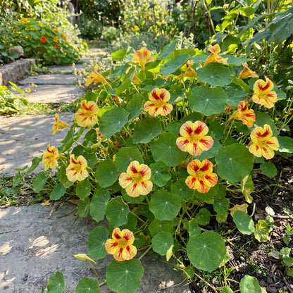 Yellow Red Nasturtium Flower Seeds Planting