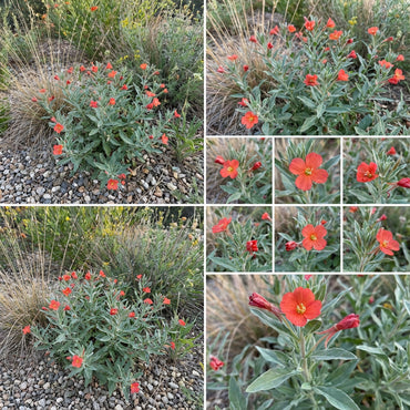 Oenothera Suffrutescens Seeds for Vibrant Garden Planting