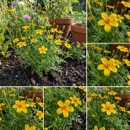 Yellow Signet Marigold Flower Seeds Planting
