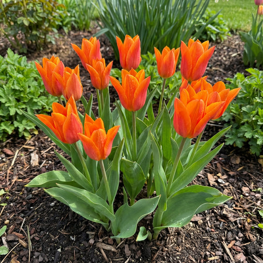 Orange Tulip Flower Seeds for Planting
