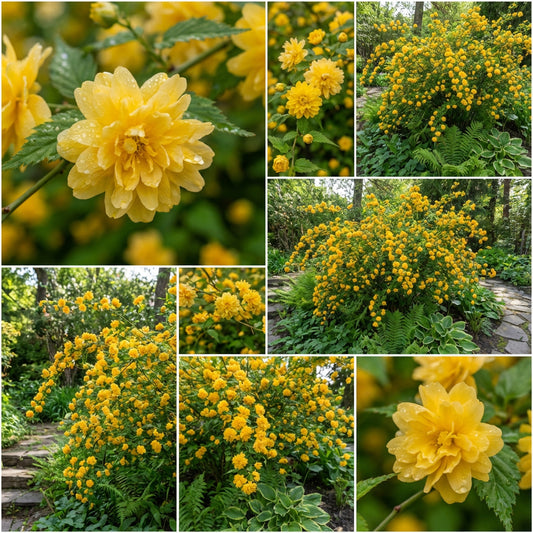 Yellow Kerria Japonica Flower Seeds Planting