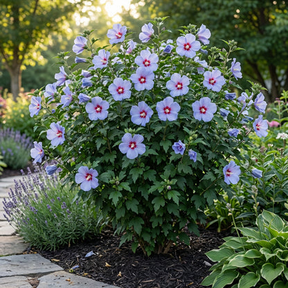 Syriacus Flower Seeds for Planting | Premium Hibiscus Syriacus Seeds