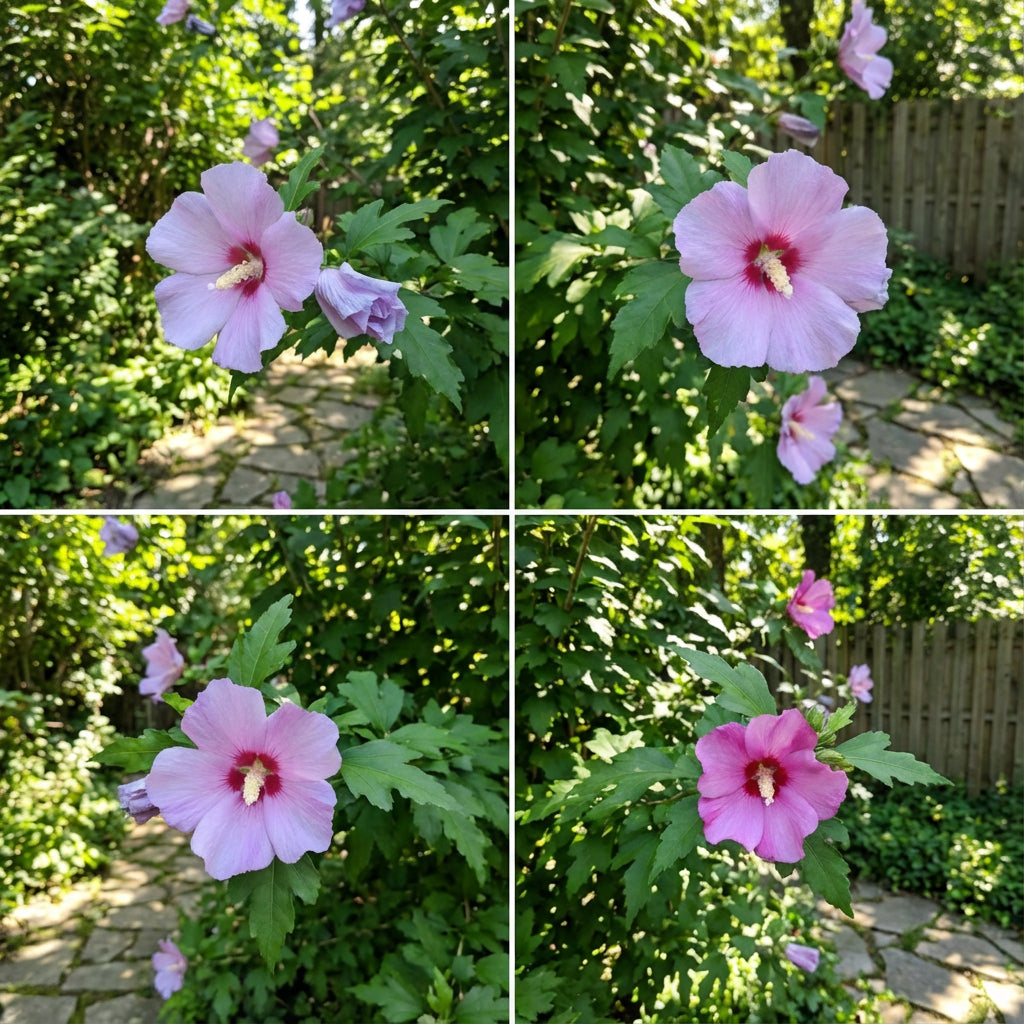 Syriacus Flower Seeds for Planting | Premium Hibiscus Syriacus Seeds