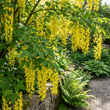 Yellow Laburnum Anagyroides Tree Seeds Planting