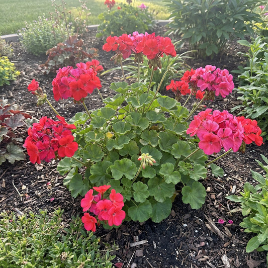 Pelargonien-Blumensamen: Wesentliche Pflanzhinweise