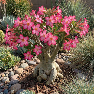 Thick Pink Adenium Obesum Seeds for Beautiful Planting