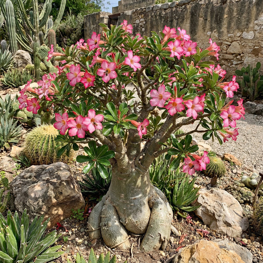 Thick Pink Adenium Obesum Seeds for Beautiful Planting