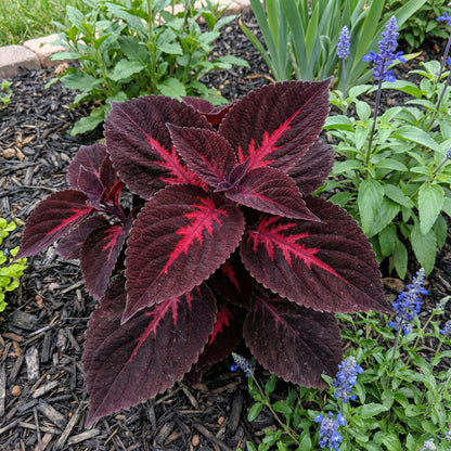 Planting Seeds: Black Red Dragon Coleus