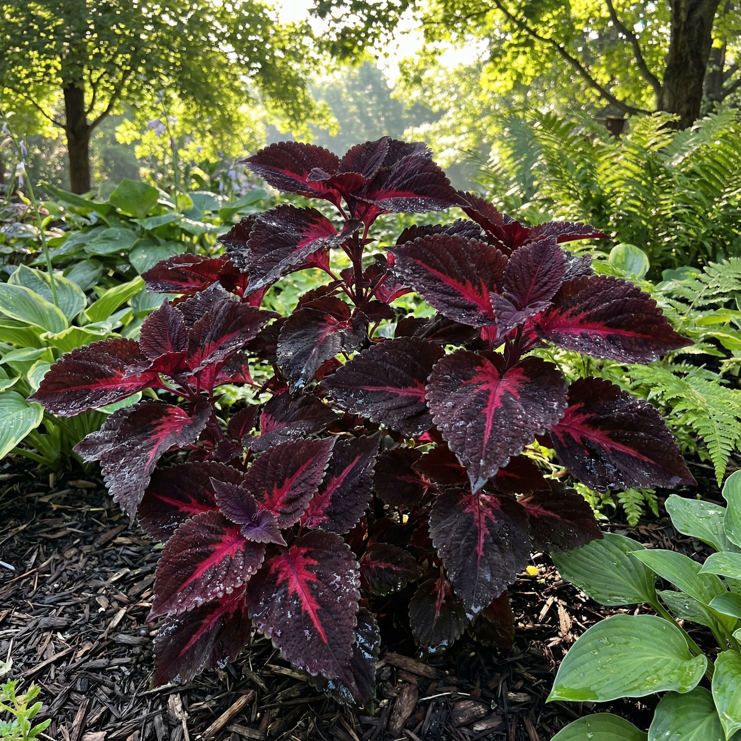 Planting Seeds: Black Red Dragon Coleus