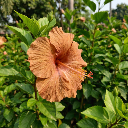 Vibrant Brown Orange Hibiscus Seeds for Colorful Garden Arrangements
