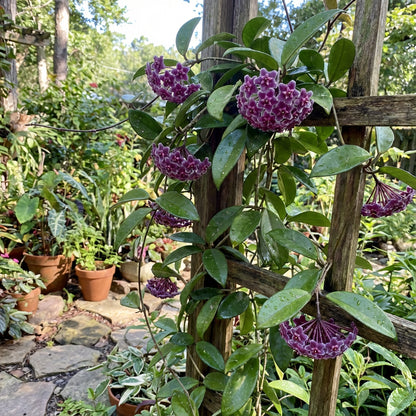 Violet Hoya Seeds for Garden Planting