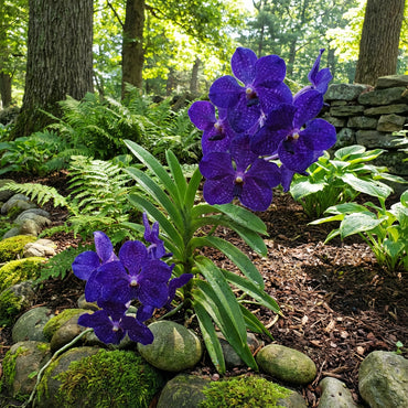 Dark Blue Orchid Seeds for Easy Planting