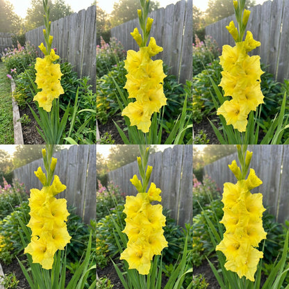 Yellow Gladiolus Planting Seeds for Vibrant Flowering Gardens