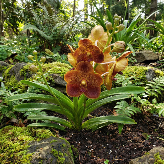 Dark Yellow Orchid Flower Seeds for Easy Planting