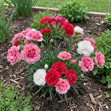 Carnation Flower Seeds - Mixed Varieties for Planting