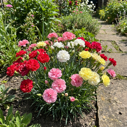 Carnation Flower Seeds - Mixed Varieties for Planting