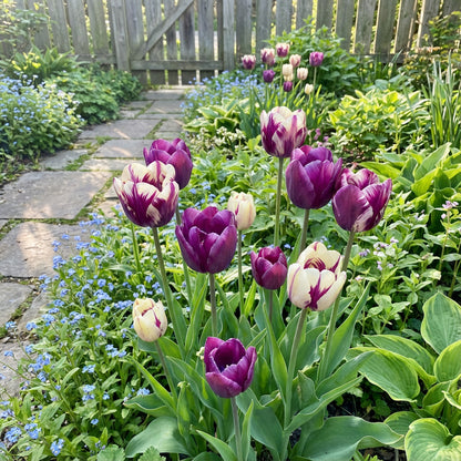 Violet and White Tulip Flower Seeds for Planting