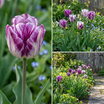 Violet and White Tulip Flower Seeds for Planting
