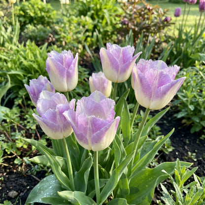 Tulpenblumensamen Pflanzen Weiße Lavendel