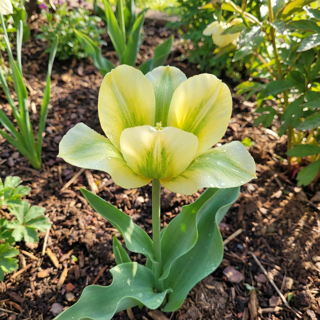 Green and Yellow Tulip Flower Seeds for Planting