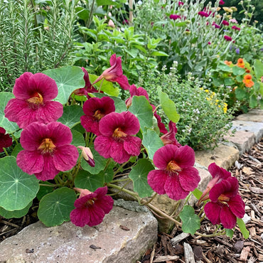 Dark Pink Nasturtium Seeds for Easy Planting