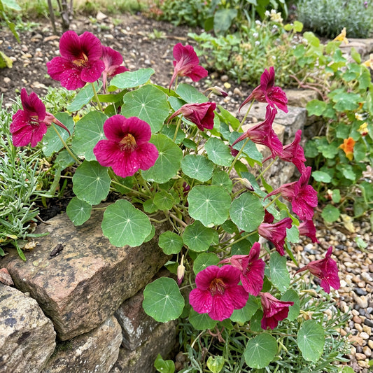 Dark Pink Nasturtium Seeds for Easy Planting