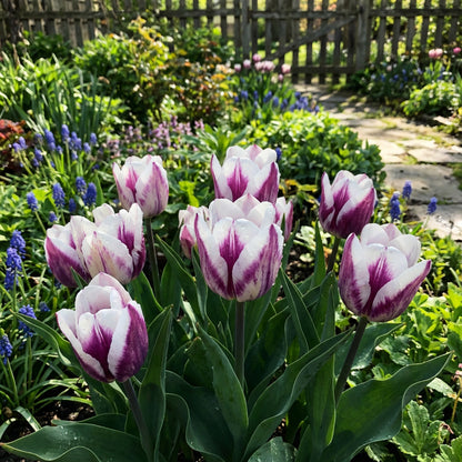 Tulip Flower Seeds Planting White Purple