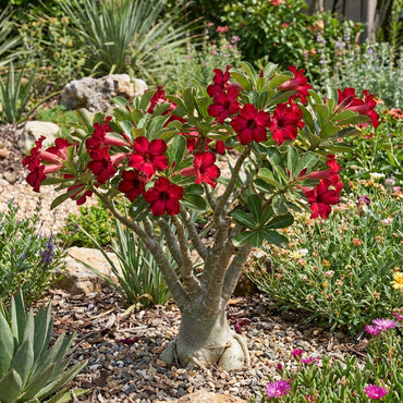 Red Adenium Obesum Seeds for Easy Planting