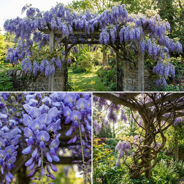 Wisteria Flower Seeds Planting Purple