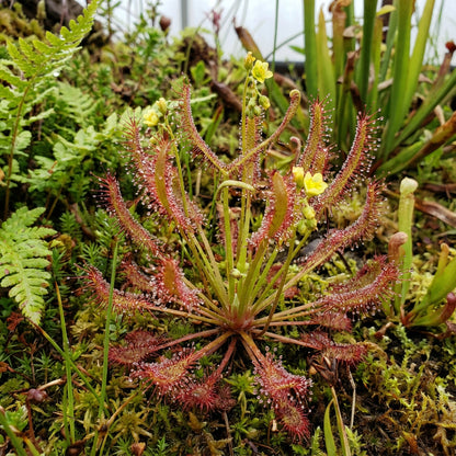 Sundew Plant Seeds Planting Red Yellow