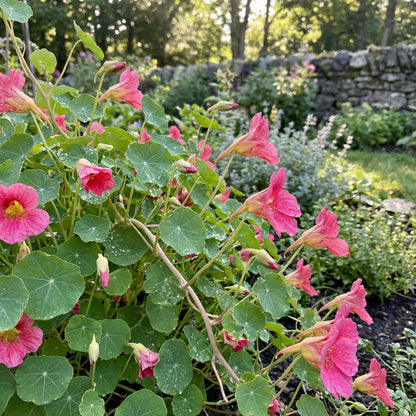 Tropaeolum Majus Pink Flower Seeds for Easy Planting